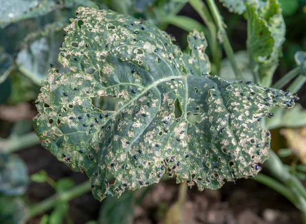 Cabbage flea beetle (Phyllotreta cruciferae) or crucifer flea beetle. Damaged leaves of cabbage in the vegetable garden.