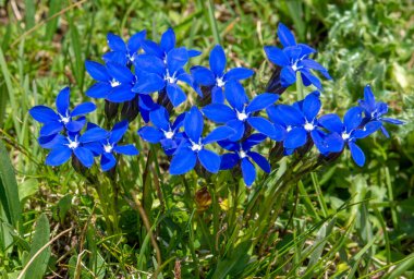 Yazın çiçek açan Gentiana vernası. Dolomitler 'de çiçek açan mavi bahar züppesi. İtalya.