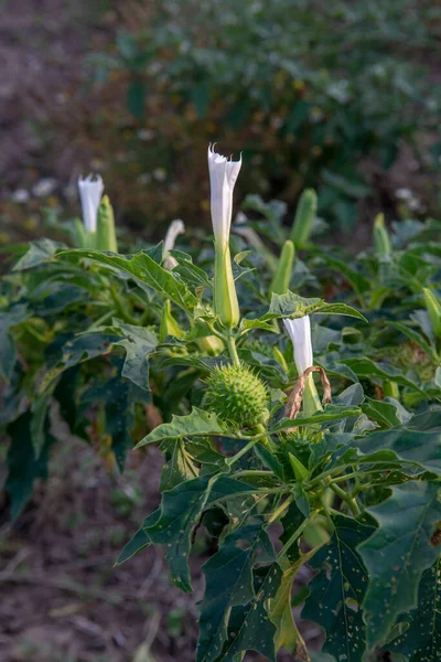 Hallucinogen Plant Devil Trumpet Datura Stramonium White Flower Jimsonweed Jimson — Fotografie, imagine de stoc