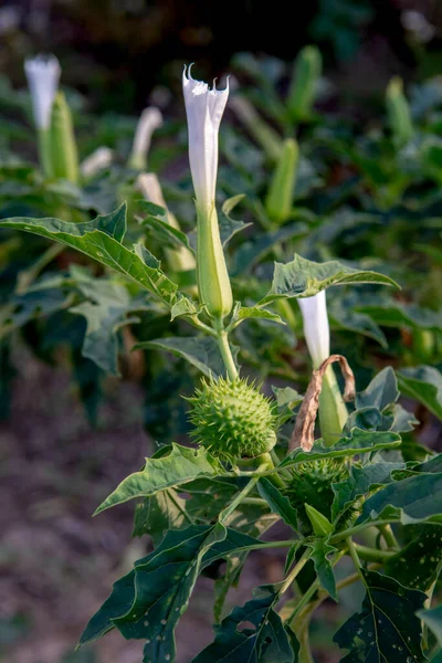 Hallucinogen Plant Devil Trumpet Datura Stramonium White Flower Jimsonweed Jimson — Fotografie, imagine de stoc