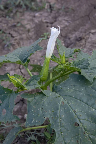 Hallucinogen plant Devil\'s Trumpet (Datura stramonium). White flower of  Jimsonweed ( Jimson weed ), Thorn apple or Devil\'s snare.