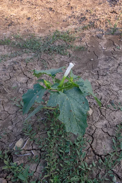 Hallucinogen plant Devil's Trumpet (Datura stramonium). White flower of  Jimsonweed ( Jimson weed ), Thorn apple or Devil's snare.