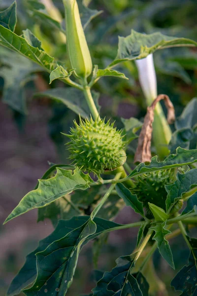 Hallucinogen plant Devil\'s Trumpet (Datura stramonium). White flower of  Jimsonweed ( Jimson weed ), Thorn apple or Devil\'s snare.