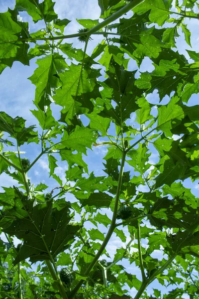 Hallucinogen plant Devil's Trumpet (Datura stramonium). Green leaves of  Jimsonweed ( Jimson weed ), Thorn apple or Devil's snare.