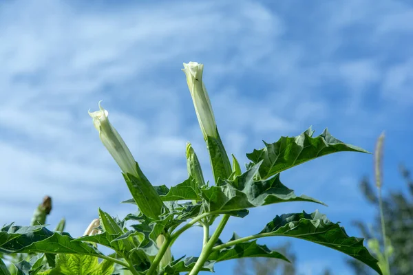 Hallucinogen plant Devil\'s Trumpet (Datura stramonium). White flower of  Jimsonweed ( Jimson weed ), Thorn apple or Devil\'s snare.