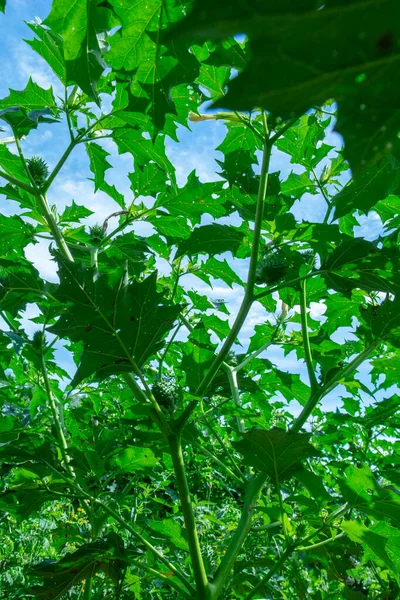 Hallucinogen plant Devil\'s Trumpet (Datura stramonium). Green leaves of  Jimsonweed ( Jimson weed ), Thorn apple or Devil\'s snare.