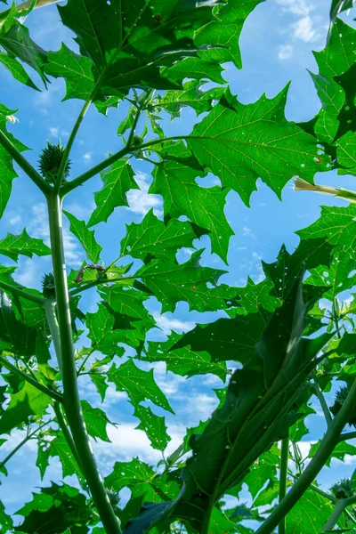 Hallucinogen plant Devil\'s Trumpet (Datura stramonium). Green leaves of  Jimsonweed ( Jimson weed ), Thorn apple or Devil\'s snare.