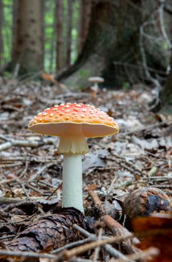Amanita Muscaria, Fly Agaric, Fly amanita. Kırmızı Zehirli Mantar.