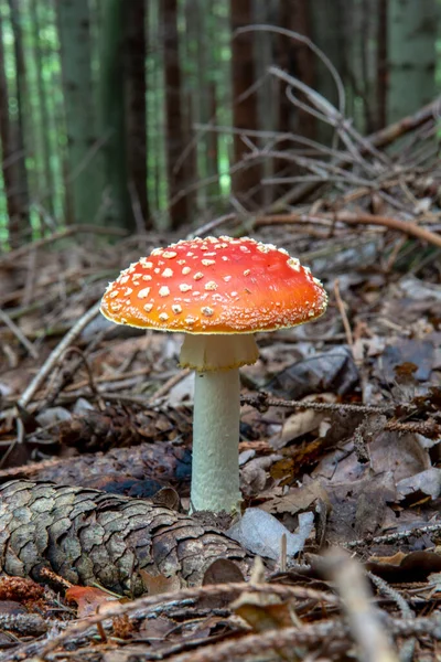 Amanita Muscaria Mucha Agaric Mucha Amanita Czerwony Trujący Grzyb — Zdjęcie stockowe