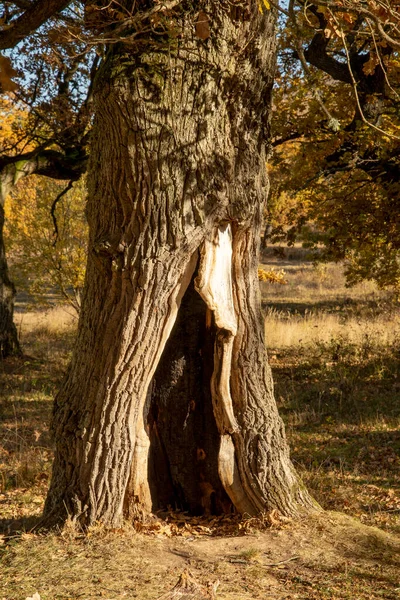 Őszi Tölgyfa Lombozat Sárga Quercus Ősszel Indul Gavurky Vagyok Szlovákia — Stock Fotó