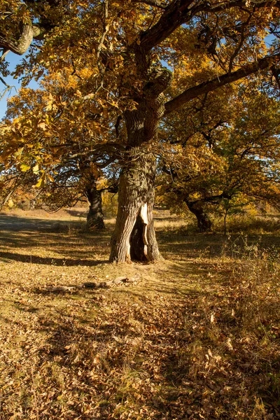 Jesienny Dąb Liści Żółty Quercus Odchodzi Jesienią Gavurky Ego Słowacja — Zdjęcie stockowe