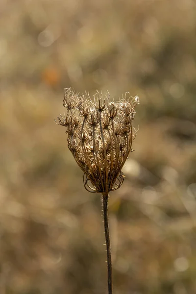 Sementes Renda Rainha Ana Daucus Ninho Pássaro Renda Bispo Outono — Fotografia de Stock