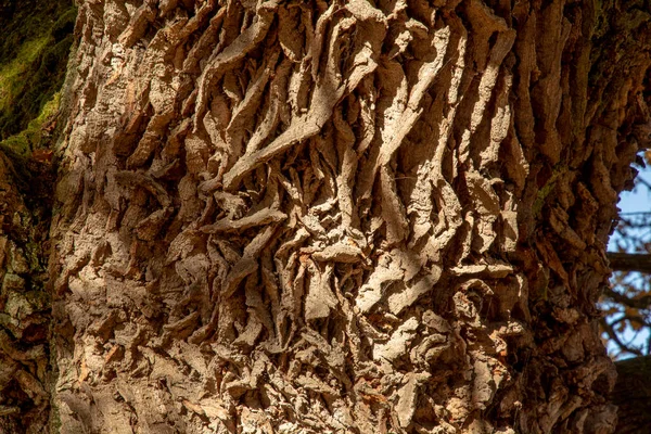 Kmen Starověkého Dubu Quercus Zblízka Kůra Stromu Detail — Stock fotografie
