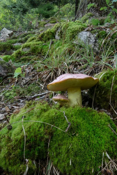 Butyriboletus Regius Boletus Rejimi Yaygın Olarak Royal Bolete Veya Red — Stok fotoğraf