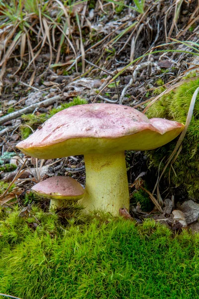 Butyriboletus regius (Boletus Rejimi), yaygın olarak Royal bolete veya Red-cape tereyağı bolete olarak bilinir. Ormanda mantar yetişiyor..