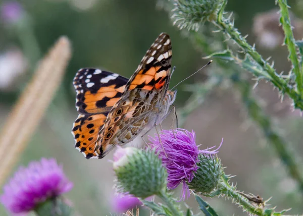 Boyalı Kadın (Vanessa Cardui) yazın Thistle çiçeğinin üzerinde oturur. Kapatın. Makro.