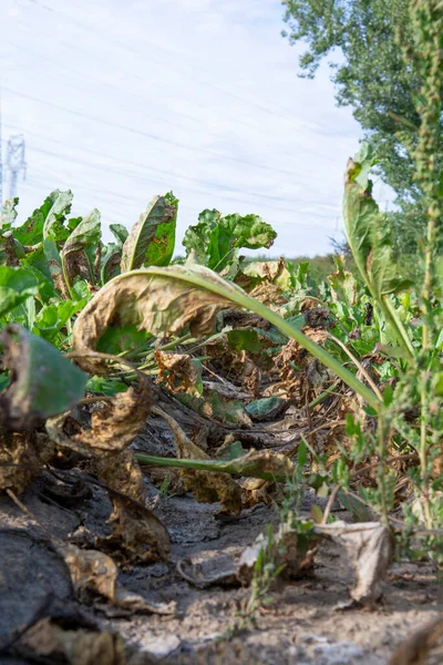 Mangelwurzel Vagy Mangold Wurzel Termesztése Mezőgazdasági Területen Mangold Mangel Répa — Stock Fotó