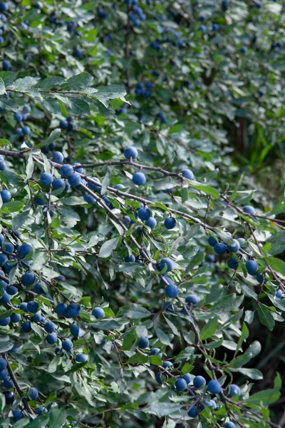 여름에는 Prunus Sponosa 가시나푸른 열매들 이나무에서 자라고 — 스톡 사진