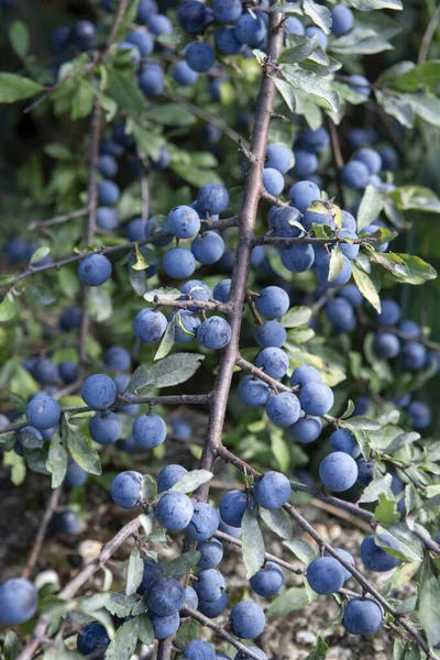 Βατόμουρα Prunus Spinosa Καλοκαίρι Blackthorn Sloe Μπλε Φρούτα Που Αναπτύσσονται — Φωτογραφία Αρχείου