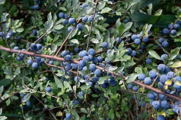 Yazın erik üzümü. Ağaçta yetişen siyah diken ya da Sloe mavisi meyveler.