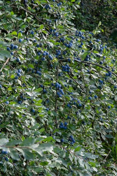 Βατόμουρα Prunus Spinosa Καλοκαίρι Blackthorn Sloe Μπλε Φρούτα Που Αναπτύσσονται — Φωτογραφία Αρχείου