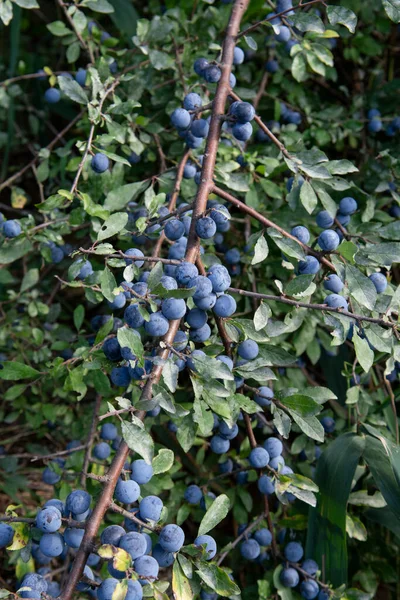 Βατόμουρα Prunus Spinosa Καλοκαίρι Blackthorn Sloe Μπλε Φρούτα Που Αναπτύσσονται — Φωτογραφία Αρχείου