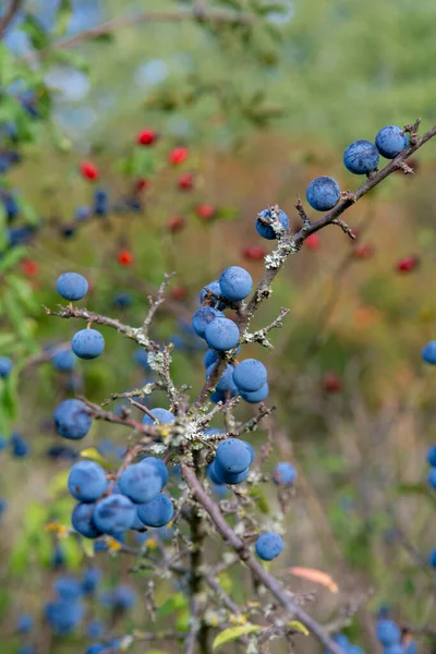 여름에는 Prunus Sponosa 가시나푸른 열매들 이나무에서 자라고 — 스톡 사진