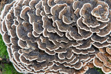Trametes ormanda büyüyen versicolor. Mantar ayrıca Türkiye kuyruğu, Coriolus versicolor veya Polyporus versicolor olarak da bilinir..