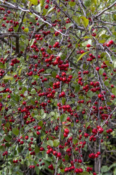 Crataegus 가을에 열리는 열매이다 식물은 Quickthorn Thornapple Whitethorn Mayflower Hawberry — 스톡 사진