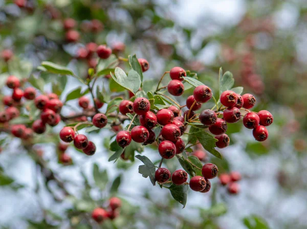 Βατόμουρα Red Hawthorn Crataegus Φθινόπωρο Φυτό Είναι Επίσης Γνωστό Quickthorn — Φωτογραφία Αρχείου