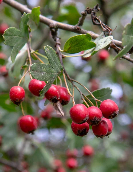 Red Hawthorn Crataegus Berries Autumn Plant Also Known Quickthorn Thornapple — Stock Photo, Image