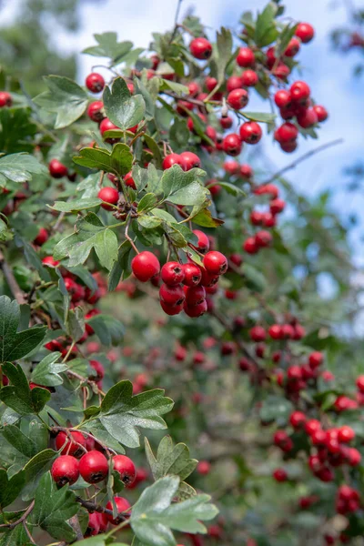 Βατόμουρα Red Hawthorn Crataegus Φθινόπωρο Φυτό Είναι Επίσης Γνωστό Quickthorn — Φωτογραφία Αρχείου