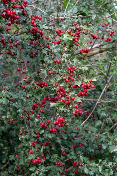 Röda Hagtorn Crataegus Bär Hösten Växten Även Känd Som Quickthorn — Stockfoto