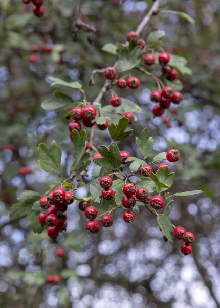 Βατόμουρα Red Hawthorn Crataegus Φθινόπωρο Φυτό Είναι Επίσης Γνωστό Quickthorn — Φωτογραφία Αρχείου