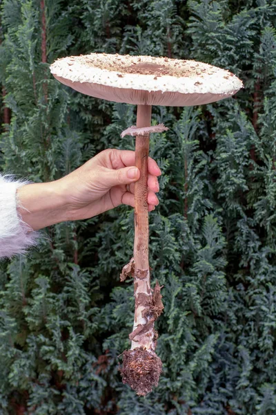 Mulher Segurando Cogumelo Parasol Macrolepiota Procera Sua Mão Fecha Detalhe — Fotografia de Stock