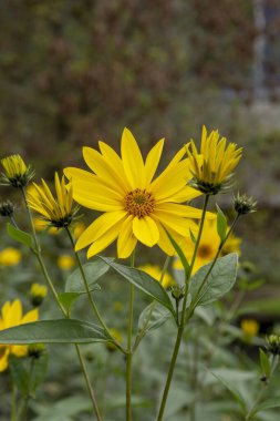 Kudüs enginarının (Helianthus tuberosus) sarı çiçekleri. Çiçek açan güneş kökü, güneş boğması, yabani ayçiçeği, top inambur ya da toprak elması.