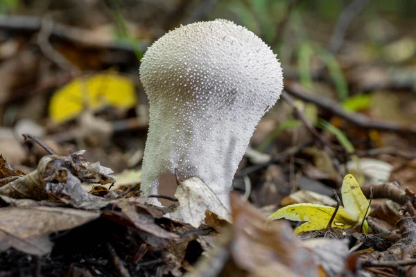 Lycoperdon Perlatum Puffball Pospolity Puffball Brodaty Puffball Nadziewany Klejnotami Pierdy — Zdjęcie stockowe