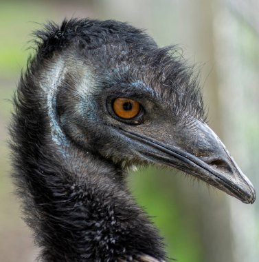 Devekuşu (Struth io) portresi. Uçamayan kuş başı bulanık arkaplanla kapat.