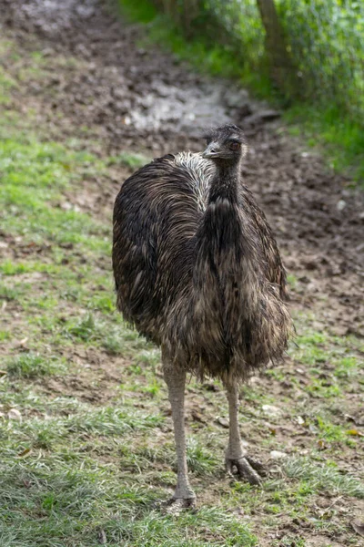 Ostriches Struthio Commercial Ostrich Production Poultry Breeding — Stock Photo, Image