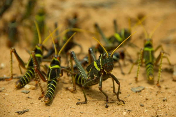 Grasshopper protege o grupo — Fotografia de Stock