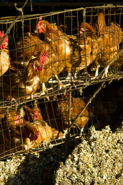 Яичная ферма
