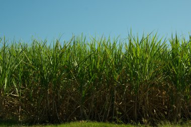 şeker kamışı ekimi