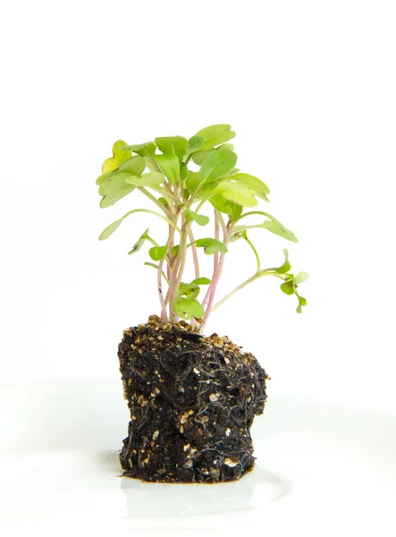Küçük roka bitki — Stok fotoğraf