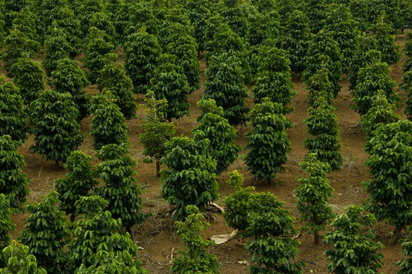 Кофейное поле на юго-востоке Бразилии — стоковое фото