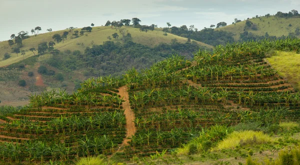 Plantação de banana e café — Fotografia de Stock