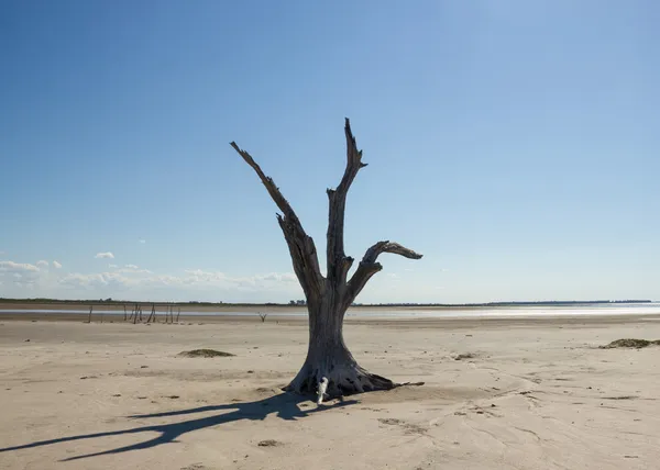 Мертвое дерево от опустынивания — стоковое фото