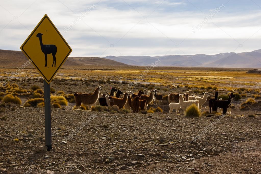 Lama Sign and Group of Lamas