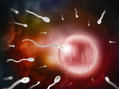 fertilizasyon - yeni başlangıçlar