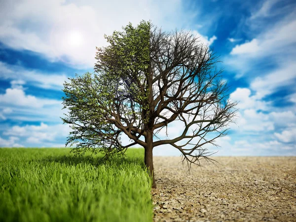 Oak Tree Standing Half Grass Half Desert Land Climate Change — Stock fotografie