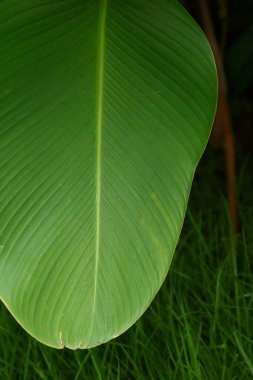 arkaplan için yeşil yaprak